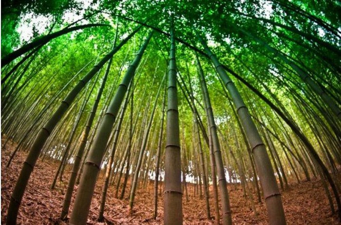 Những ngôi làng độc đáo nhất châu Á bạn nhất định đừng bỏ lỡ - Hình 6