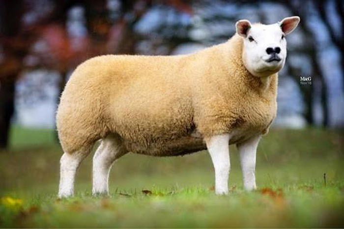 Con Cừu Nhìn Như Chó Cưng Có Giá Gấp Đôi Siêu Xe Ferrari - Lạ Vui - Việt  Giải Trí