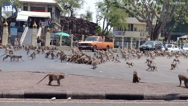 Hơn 200 con khỉ Thái Lan bị thiến không thương tiếc vì gây náo loạn cả thành phố - Hình 3