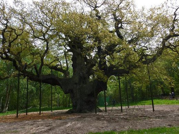 Bí mật cây sồi 1.000 t.uổi nổi tiếng nhất nước Anh - Hình 3