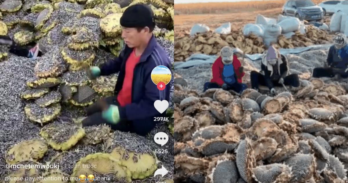 Cận cảnh quy trình thu hoạch cả tấn hạt hướng dương của nông dân Trung Quốc, xem xong dân mạng liền tranh cãi: Trông mất vệ sinh quá!