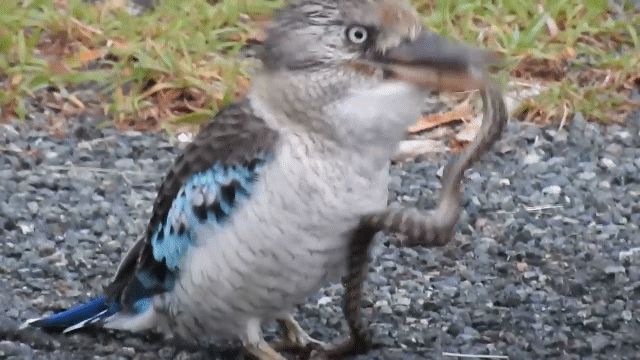 Bói cá kookaburra nuốt sống rắn - Hình 1