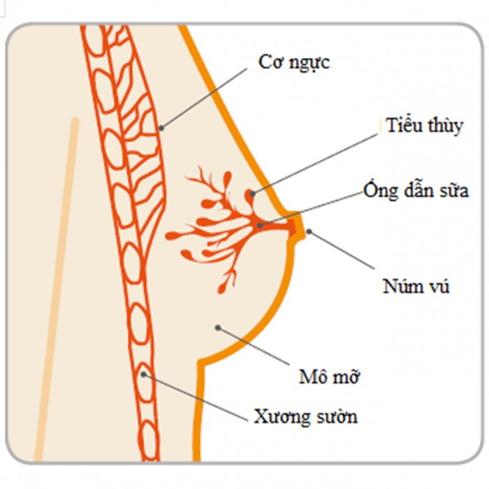 ung thu vu tieu thuy xam nhap nguyen nhan trieu chung chan doan va phuong phap dieu tri 7b8 5264084