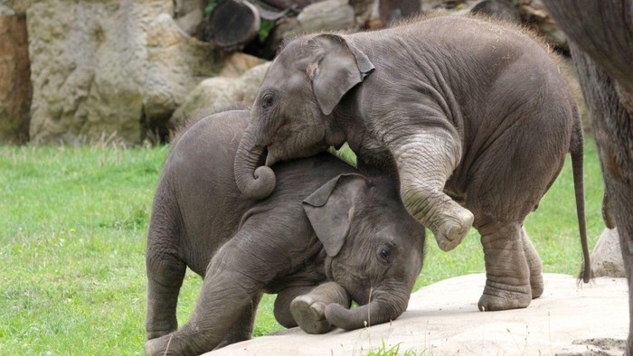 The truth behind the photo of giant Indian elephants fighting in the zoo - Photo 1