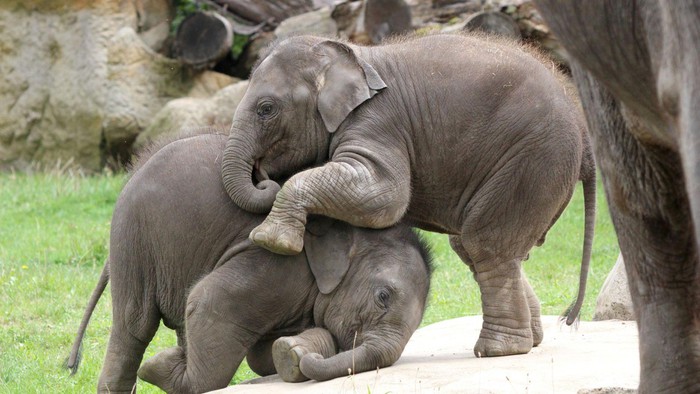 The truth behind the photo of giant Indian elephants fighting in the zoo - Photo 2