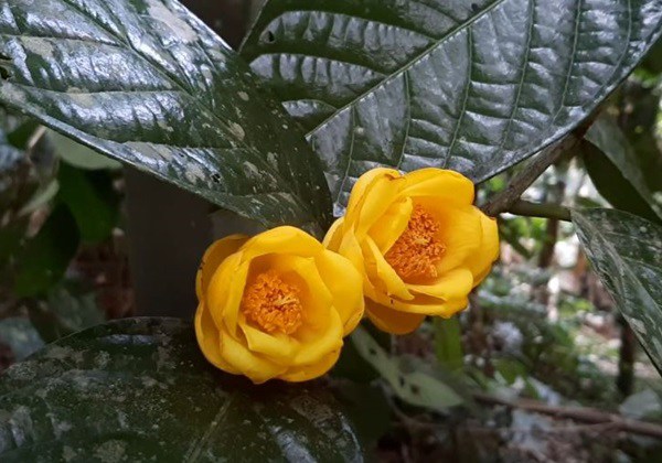 Hoa hải đường có ý nghĩa gì và cách trồng, chăm sóc - Hình 4