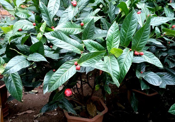 Hoa hải đường có ý nghĩa gì và cách trồng, chăm sóc - Hình 1