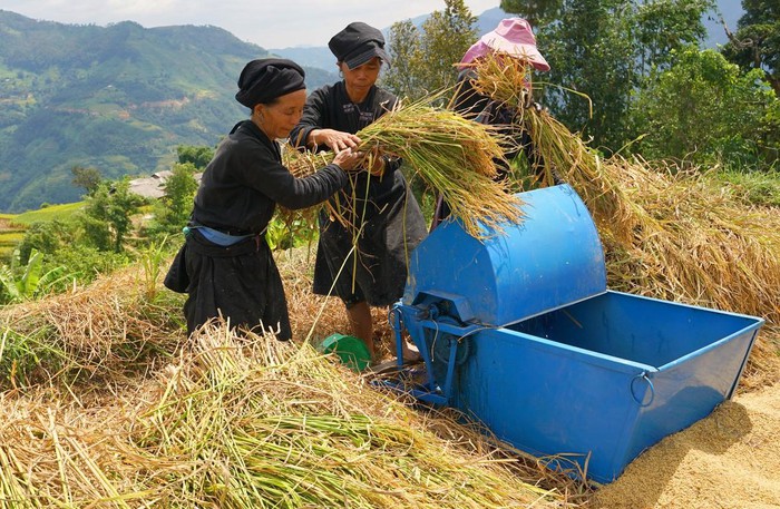 Hoàng Su Phì mùa lúa chín - Hình 6