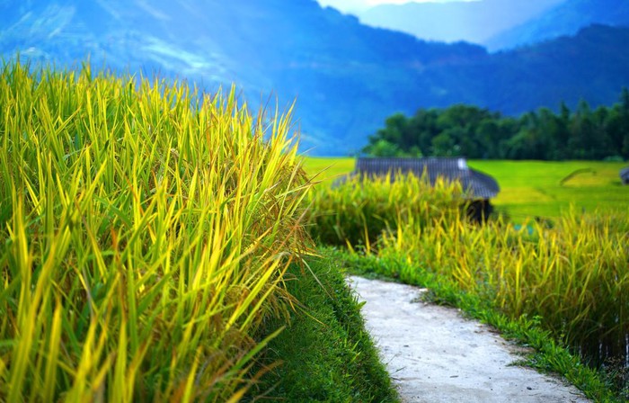 Hoàng Su Phì mùa lúa chín - Hình 4