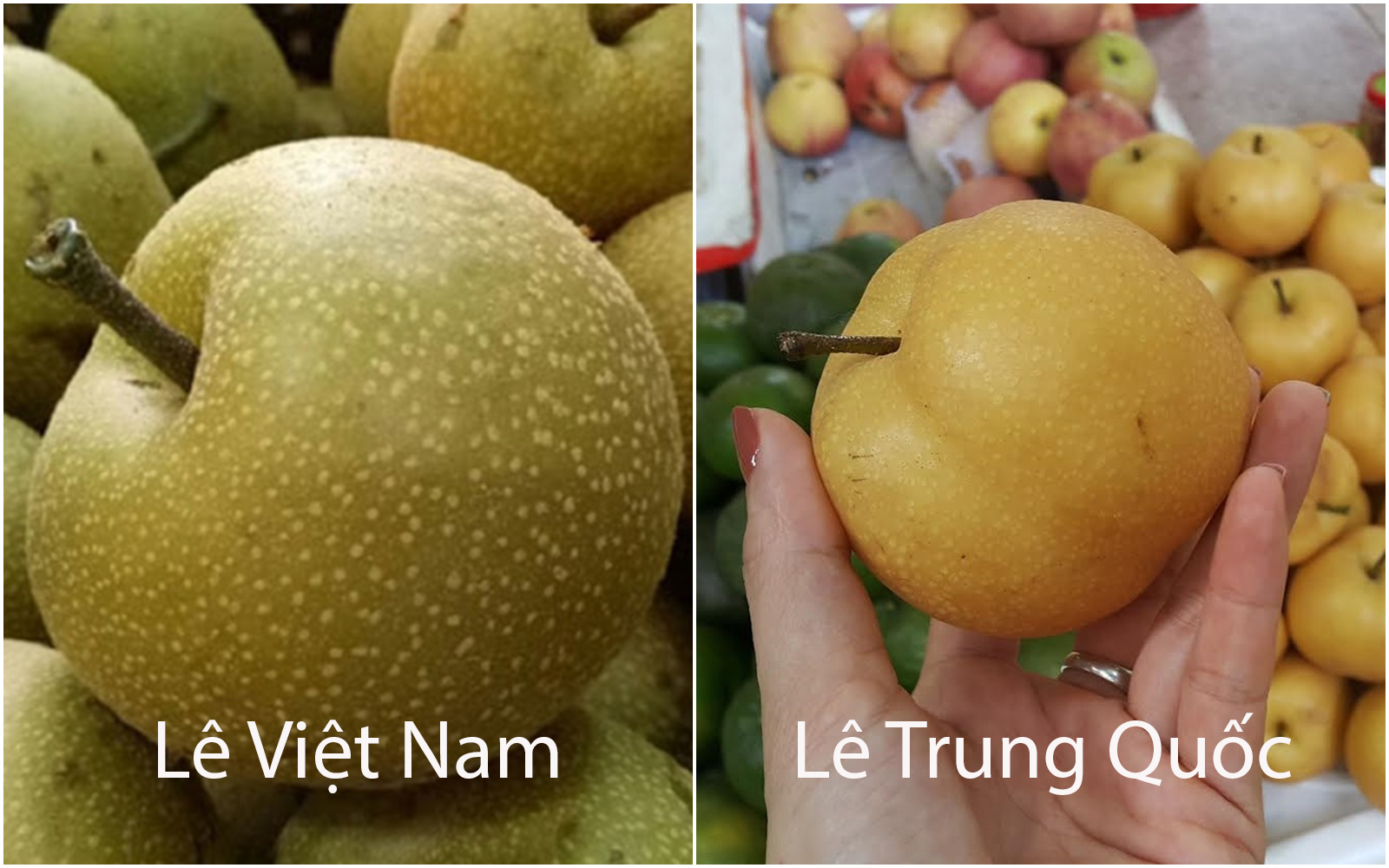 Mẹo đơn giản phân biệt ngay lê Việt Nam và lê Trung Quốc chỉ qua mắt thường - Hình 1