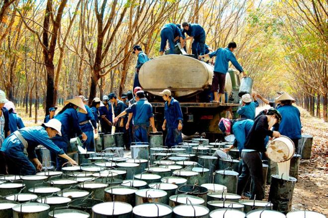 Tập đoàn Cao su: Lợi nhuận giảm, nợ lớn, vẫn trả cổ tức 'khủng' - Hình 1