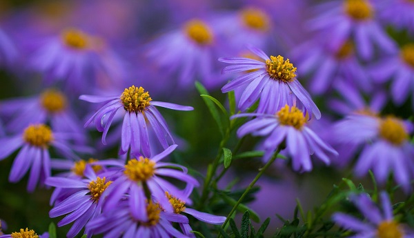 Thứ Tư của bạn (09/09): Bọ Cạp có phong thái tự tin, Thiên Bình không nên tham gia cạnh tranh áp lực - Hình 1