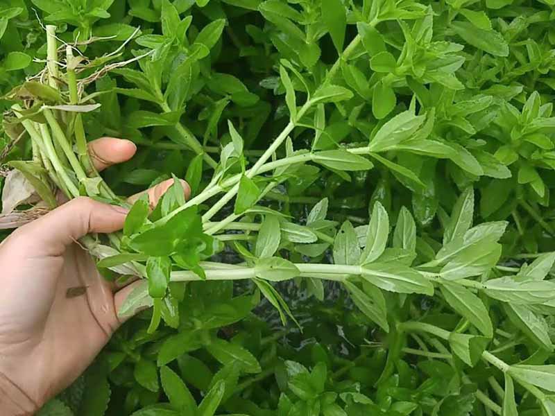 Công dụng của rau ngổ - Hình 1