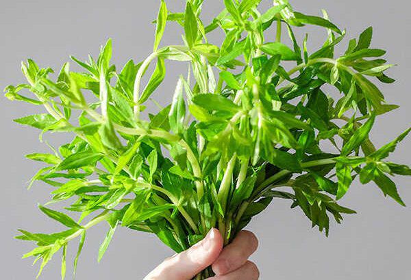 Công dụng của rau ngổ - Hình 2