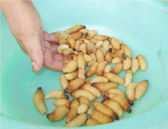 Món đuông sành điệu miền Tây - Hình 4