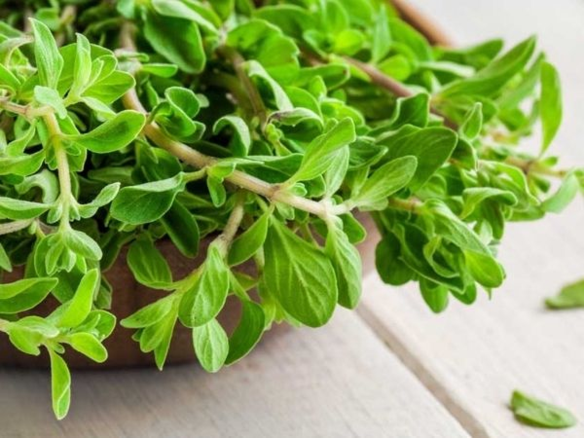 Trị ngáy ngủ bằng tinh dầu cực kỳ hiệu quả - Hình 10