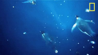 Màn trò chuyện ngắn ngủi gây sốt cõi mạng của 2 đàn chim cánh cụt, đáng yêu nhất là màn ngáo ngơ của chúng phía cuối clip - Hình 8
