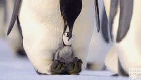 Màn trò chuyện ngắn ngủi gây sốt cõi mạng của 2 đàn chim cánh cụt, đáng yêu nhất là màn ngáo ngơ của chúng phía cuối clip - Hình 6