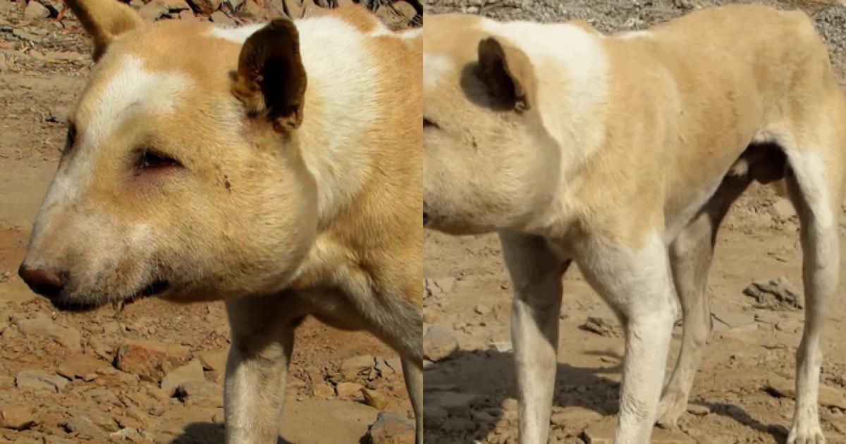 Nhận được tin về 1 con chó hoang, đội cứu trợ đến nơi thì hoang mang không  biết nó là con gì - Netizen - Việt Giải Trí