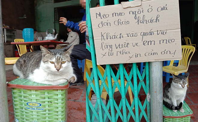 Image result for mèo ngồi xổm cuửa
