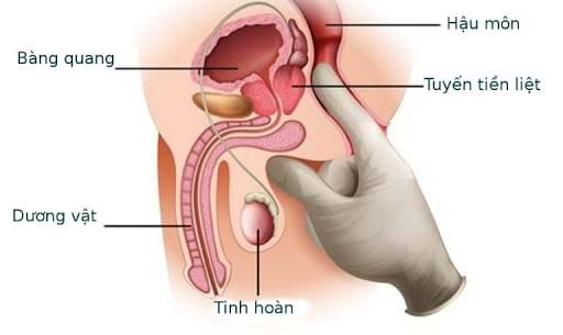 Bất ngờ với lợi ích của rễ cây cẩm tú cầu