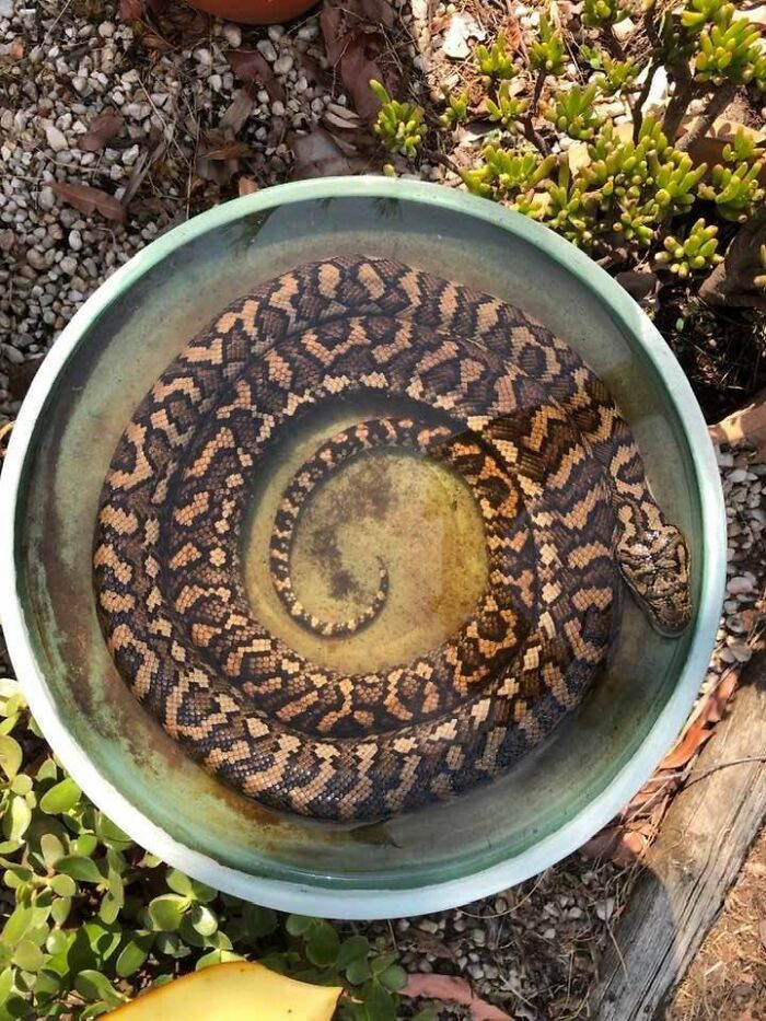 Kỳ lạ ‘rắn dương vật’ xuất hiện ở Mỹ ...Tròn mắt ngạc nhiên với những hình ảnh độc lạ chỉ có ở Australia.... Tron-mat-ngac-nhien-voi-nhung-hinh-anh-doc-la-chi-co-o-australia-961-5549532