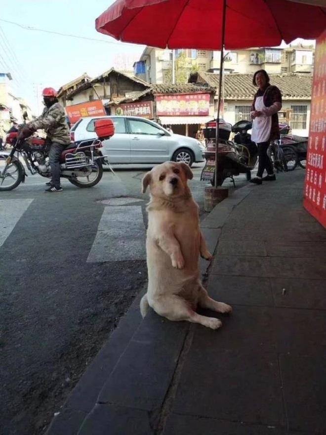 Ảnh chú chó béo thộn mặt chờ ăn trước nhà hàng khiến dân mạng cười lăn - Hình 2