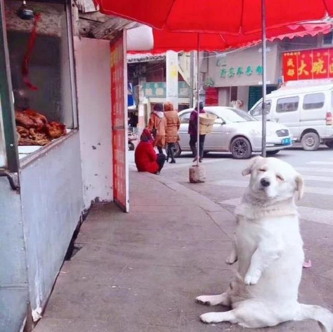 Ảnh chú chó béo thộn mặt chờ ăn trước nhà hàng khiến dân mạng cười lăn - Hình 4