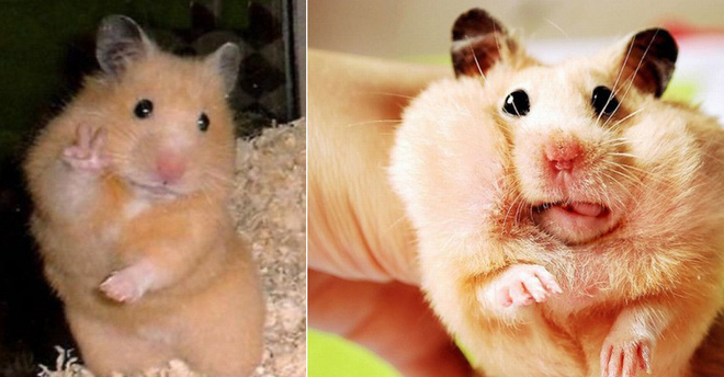 Ảnh Chuột Hamster Dễ Thương Cute Hài Hước Nhất