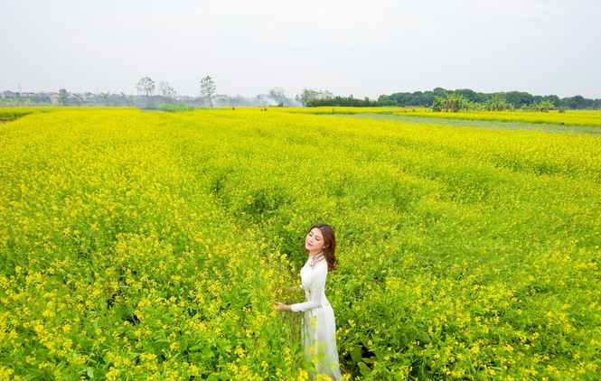 Nữ sinh Kinh Công đẹp dịu dàng giữa cánh đồng hoa cải vàng rực rỡ - Hình 12