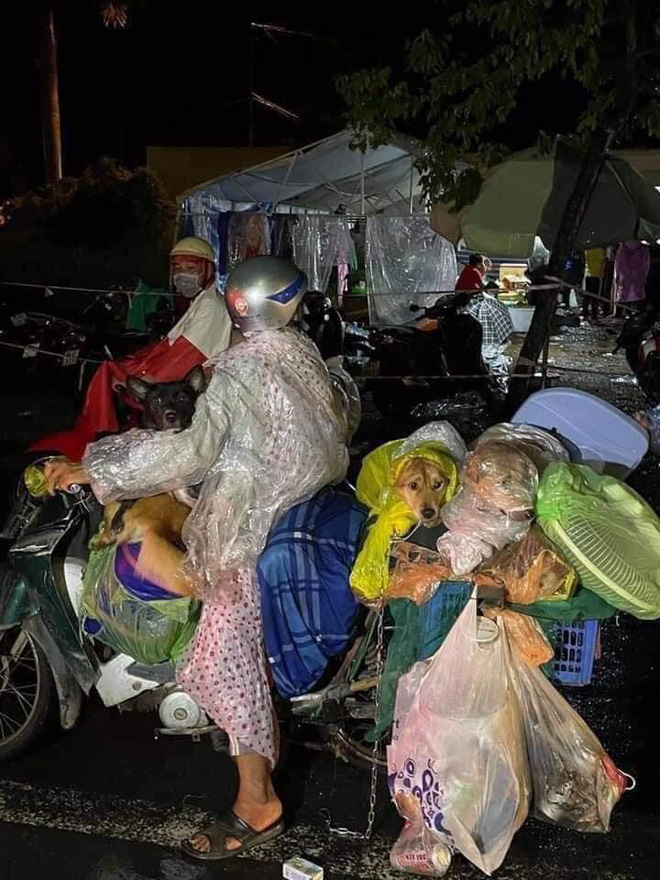 bs truong huu khanh virus gay covid 19 tren nguoi va dong vat la hoan toan khac nhau 7a9 6084634