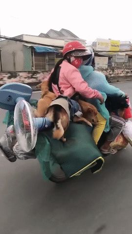 Cà Mau xác nhận đã tiêu hủy đàn chó của đôi vợ chồng chở xe máy về quê - Hình 2