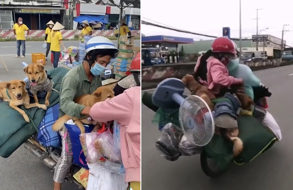 Chính quyền xã lên tiếng về vụ 15 con chó bị tiêu hủy: Người dân đã đồng ý, dựa trên tinh thần tự nguyện - Hình 2
