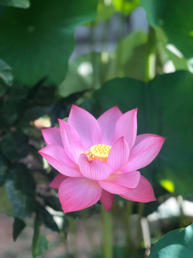 Cô gái khoe ngôi nhà không sang trọng với vườn rau và ao cá, tất cả đứng hình khi thấy cảnh thực tế - Hình 12