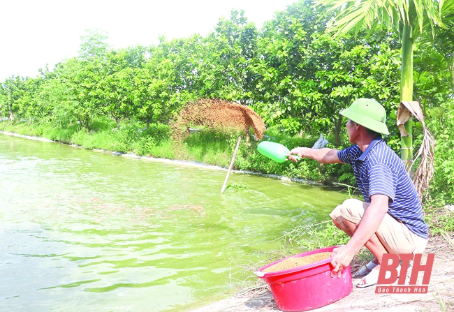 Hiệu quả mô hình trang trại tổng hợp - Hình 1