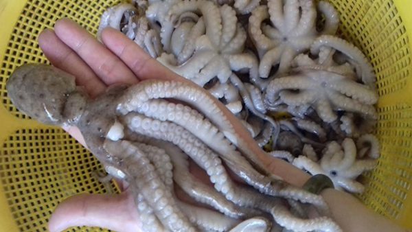 Món bạch tuộc nướng muối ớt cay xè giòn sần sật - Hình 2