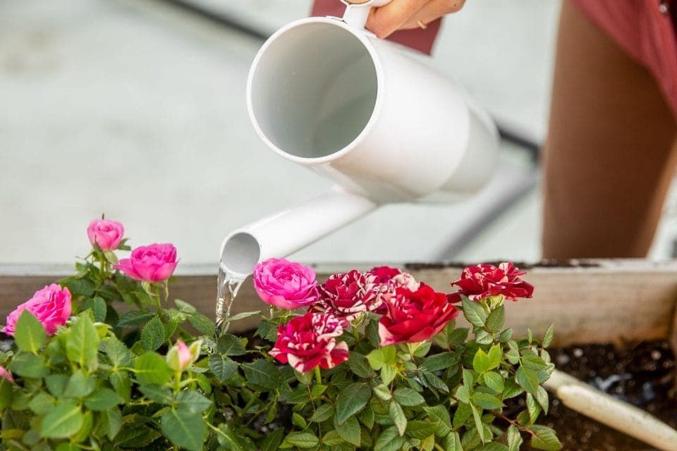 Muốn dễ dàng có một rặng hồng đẹp như mơ thì đừng bao giờ quên 9 điều đơn giản nhưng cực quan trọng này - Hình 6