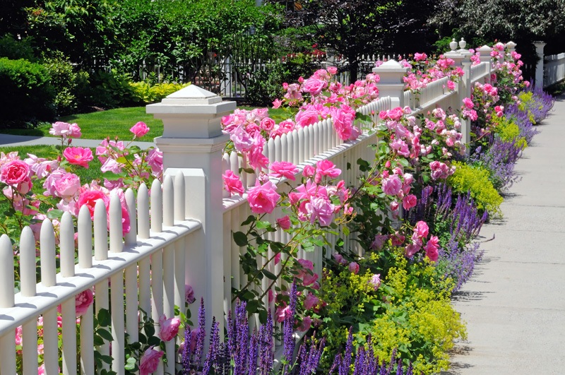 Muốn dễ dàng có một rặng hồng đẹp như mơ thì đừng bao giờ quên 9 điều đơn giản nhưng cực quan trọng này - Hình 2