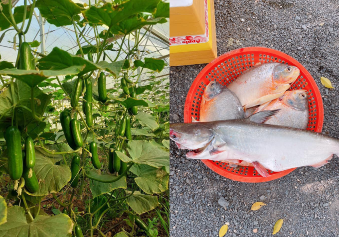 Sao Việt tận hưởng cuộc sống nông dân - Hình 9