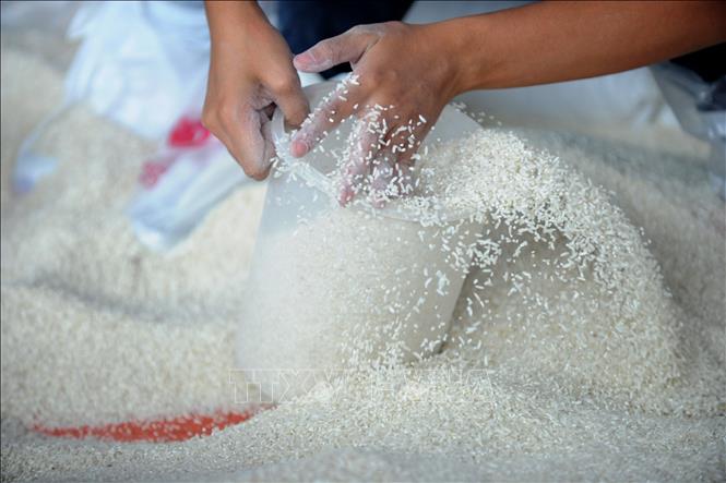 Thị trường nông sản thế giới: Giá gạo xuất khẩu của Ấn Độ tăng nhẹ - Hình 1
