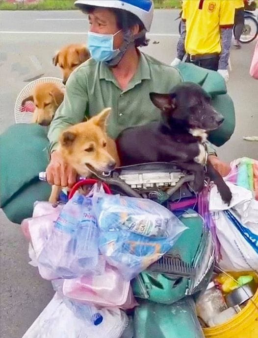Vụ 15 chú chó bị tiêu hủy: Chủ tịch UBND huyện tiết lộ nguyên nhân chi tiết - Hình 2