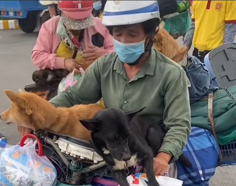 Vụ tiêu hủy đàn chó, mèo gây bão dư luận: Lý do địa phương không cách ly dài ngày đối với đàn chó - Hình 2