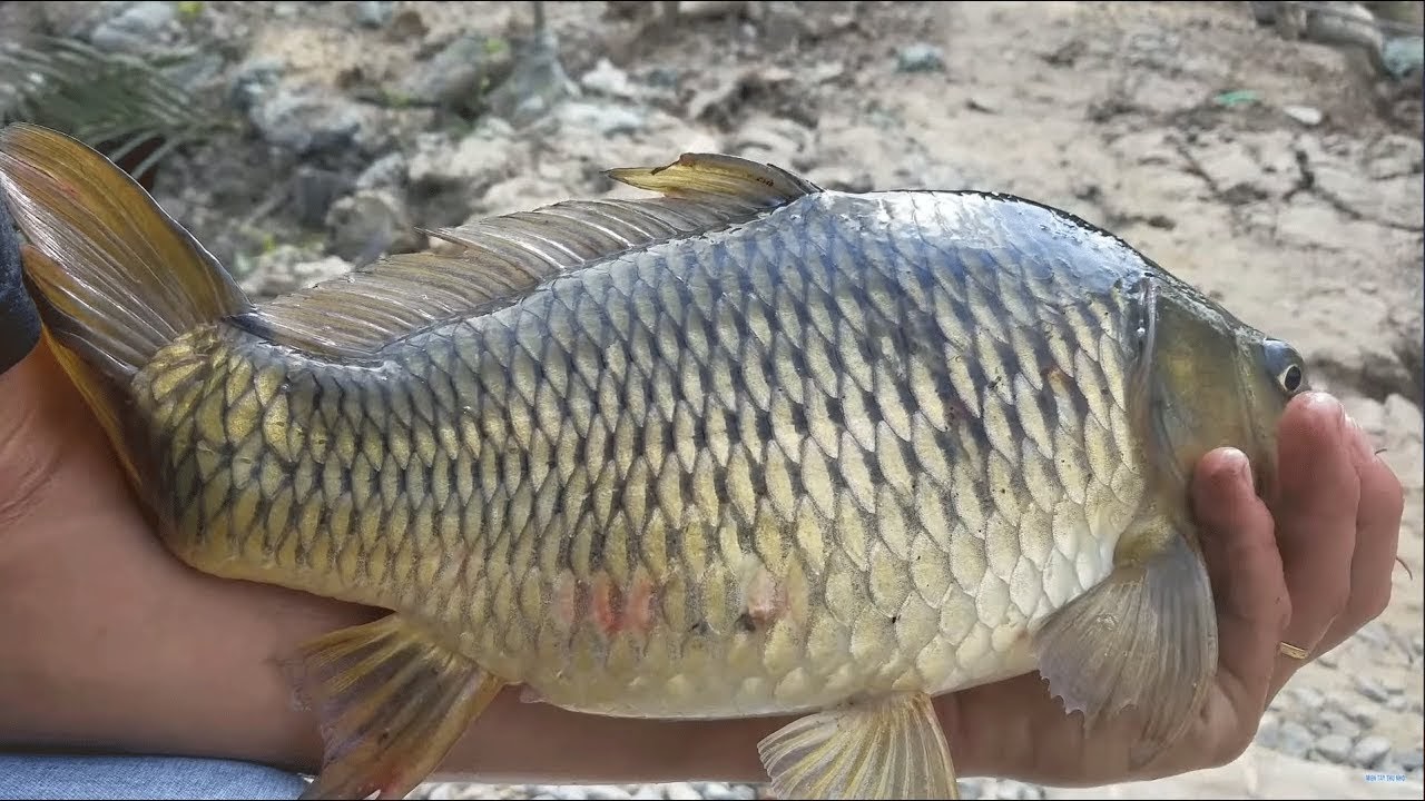 Người dân ồ ạt bắt cá khi sông Tô Lịch chuyển màu xanh ngắt mang theo hàng tạ cá - Hình 2