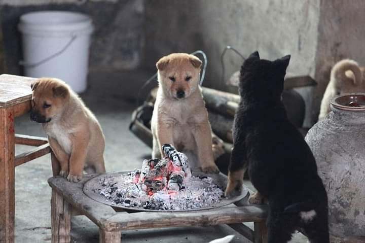 Những chú chó chỉ ngồi sưởi ấm cũng gây bão mạng xã hội - Hình 4