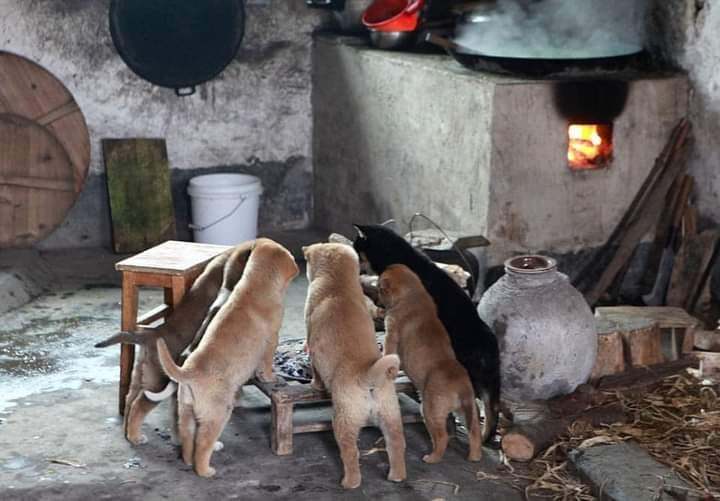 Những chú chó chỉ ngồi sưởi ấm cũng gây bão mạng xã hội - Hình 3