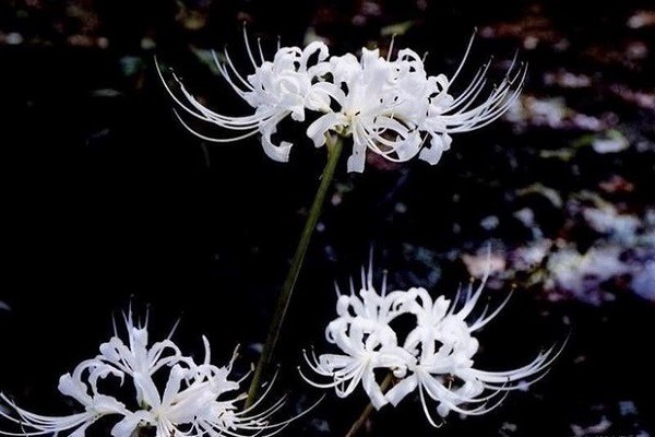 Hoa Bỉ Ngạn - Loài hoa ái tình trong nhân gian | Trạm Hoa