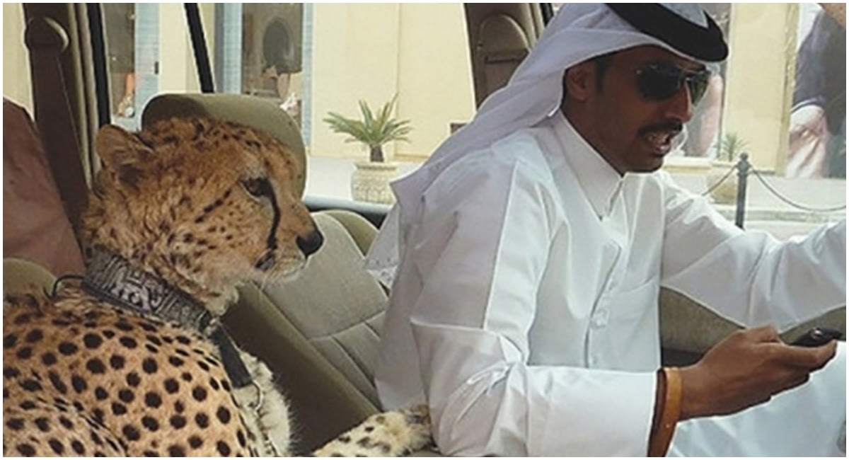 Nuôi hổ làm thú cưng trong nhà và những sự thật thú vị ở Dubai - Hình 3