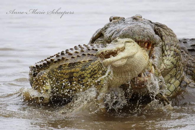 The Nile crocodile battle from morning to afternoon, cruel outcome for the loser! - Figure 2