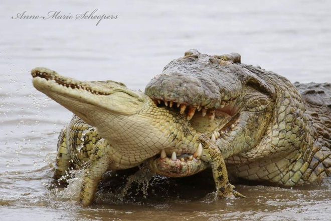 The Nile crocodile battle from morning to afternoon, cruel outcome for the loser! - Figure 1