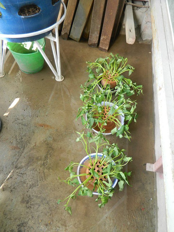 Dùng loại đá cứng này đổ vào 1 điểm trong chậu cây, đất tơi xốp, thoáng khí ngay lập tức - Hình 2